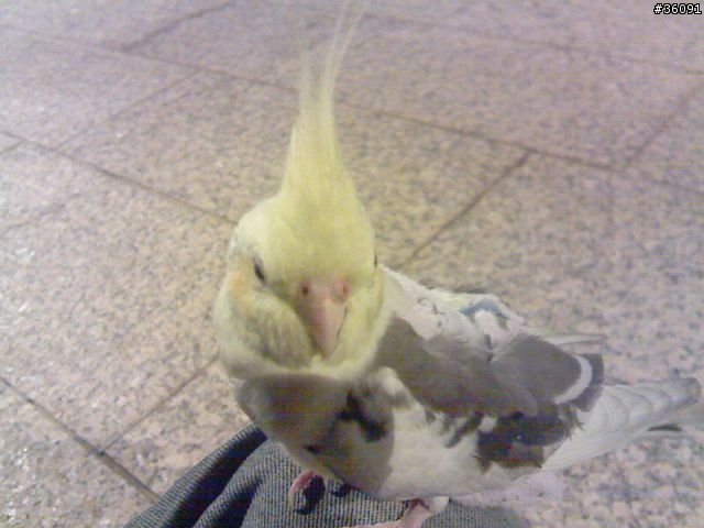 <分享>我家的鴨鴨.. 玄鳳鸚鵡
