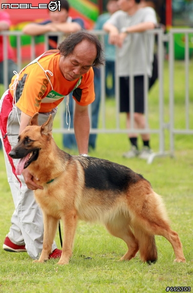 98年度台南市育犬協會第一屆議長盃德國狼犬單獨展展場花絮（ 照片分享 ）