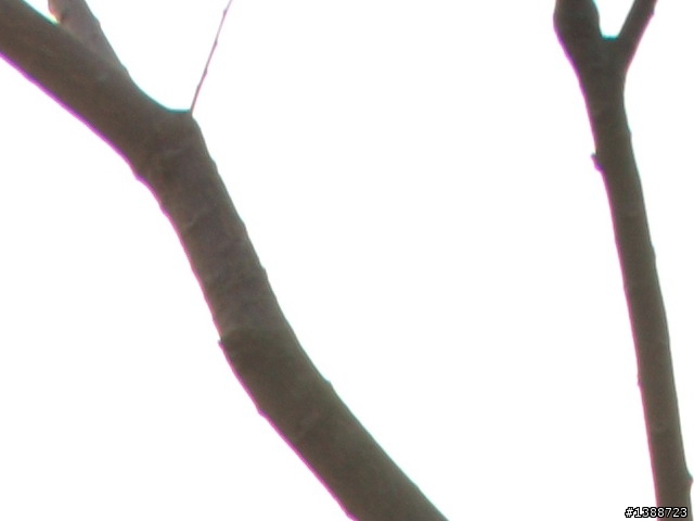 [開箱]頗重的旅遊鏡 SIGMA 18-250mm F3.5-6.3 DC OS