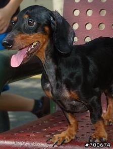 [閒聊]拾獲四目短毛黑色臘腸狗幼犬-新竹市-古奇峰