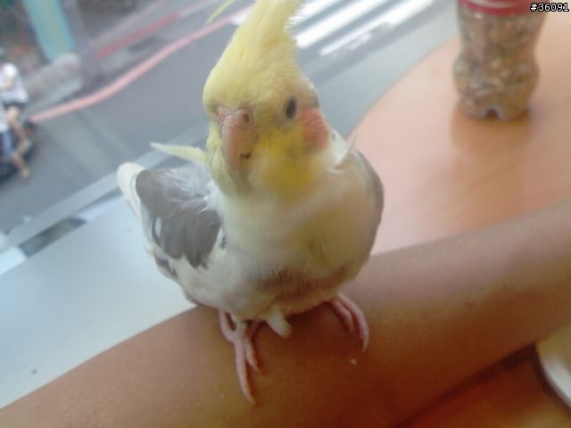 <分享>我家的鴨鴨.. 玄鳳鸚鵡