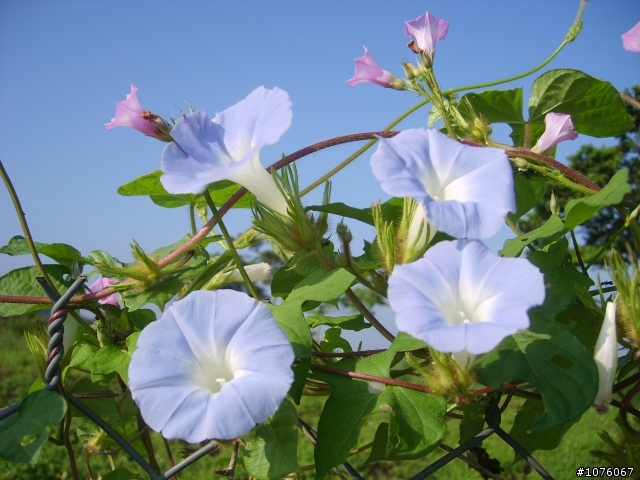 紫色豔遇~來去台中新社找粉味a