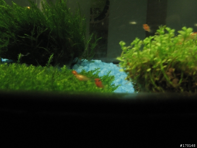 [分享]紅茶壺一次產下80~90隻的小紅豆..