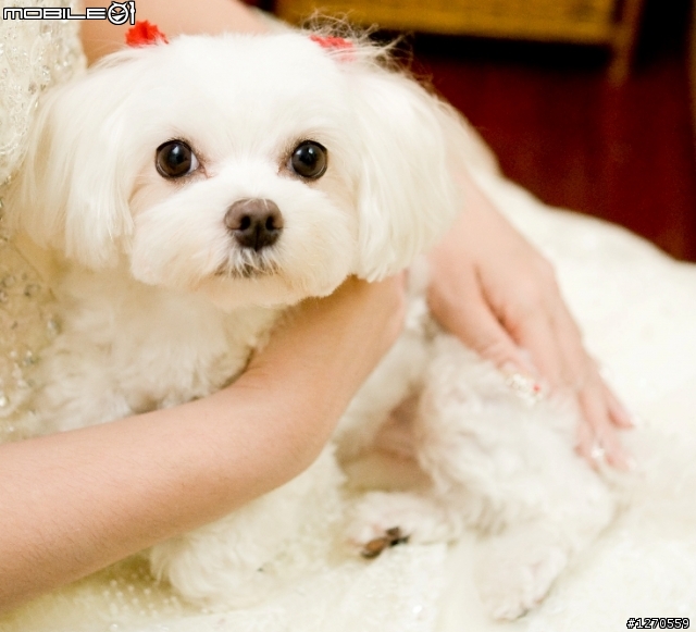 瑪爾濟斯犬徵男友！