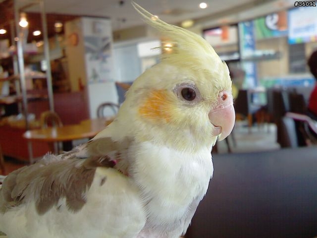 <分享>我家的鴨鴨.. 玄鳳鸚鵡