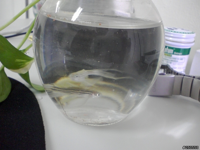 請問達人這是甚麼魚阿?(附圖)