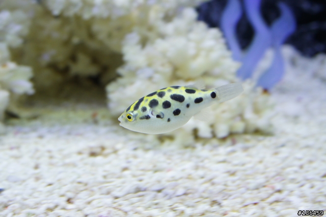 My fishbowl 分享你的快樂水族箱～ [ 非 facebook ]