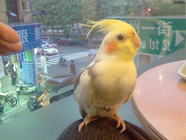 <分享>我家的鴨鴨.. 玄鳳鸚鵡