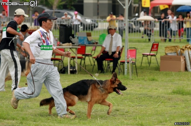 98年度台南市育犬協會第一屆議長盃德國狼犬單獨展展場花絮（ 照片分享 ）