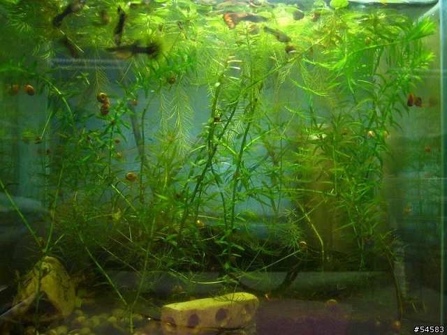 最簡單的水草 Mobile01 最簡單的水草 Mobile01