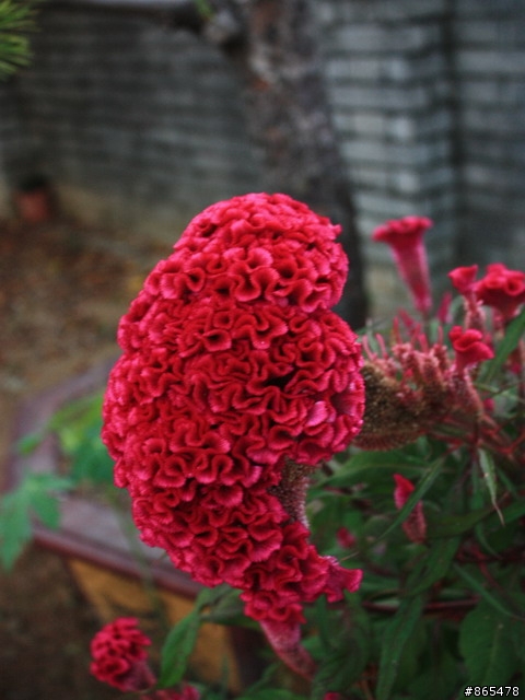 請問如何正確的拍出深紫色呢？