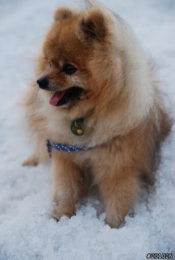 (走失協尋) 台中市北區國瑞街光華高工附近------小型博美犬------9/8晚間走失