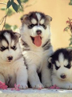 [240*320] 柴犬  &  哈士奇幼犬