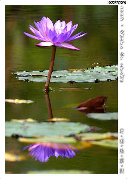 [分享] 葛莉絲莊園 Grace Garden (圖多)