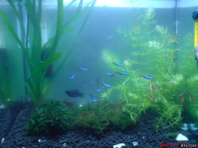 藍色的燈具對水草..?