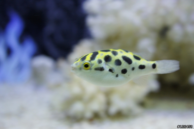 My fishbowl 分享你的快樂水族箱～ [ 非 facebook ]
