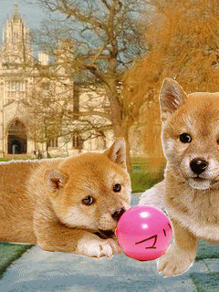 [240*320] 柴犬  &  哈士奇幼犬