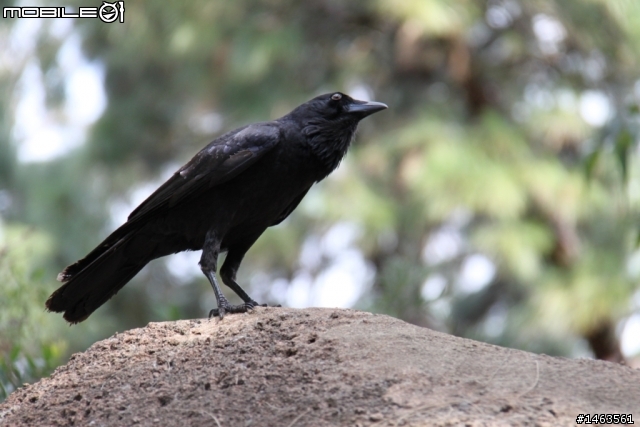 [愛C人士看過來] 500D EF-S 18-200 mm f/3.5-5.6 IS Lens 蓋大樓