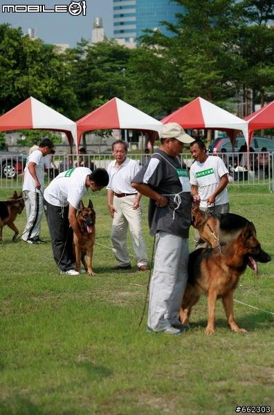 98年度台南市育犬協會第一屆議長盃德國狼犬單獨展展場花絮（ 照片分享 ）