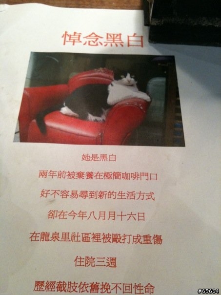 又有殺貓的人渣