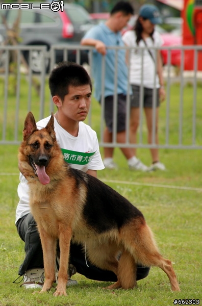 98年度台南市育犬協會第一屆議長盃德國狼犬單獨展展場花絮（ 照片分享 ）