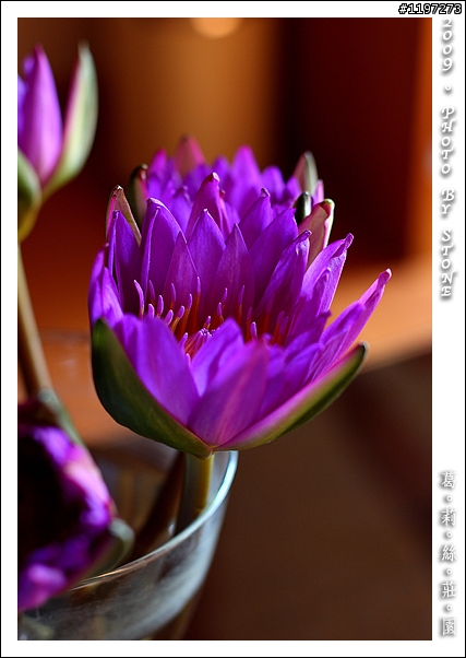 [分享] 葛莉絲莊園 Grace Garden (圖多)
