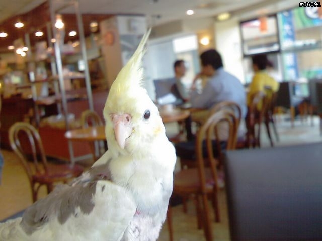 <分享>我家的鴨鴨.. 玄鳳鸚鵡