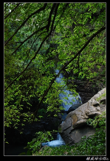 小烏來-赫威神木群