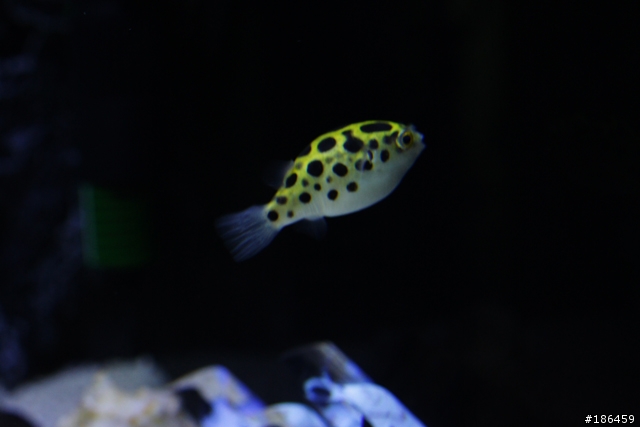 My fishbowl 分享你的快樂水族箱～ [ 非 facebook ]