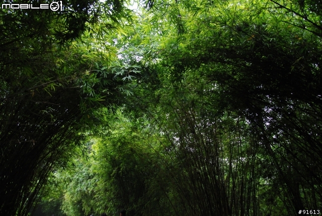 [分享-九寨溝] 絕塵九寨水如仙---峨眉樂山蜀中行