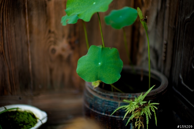 leica m9+ M50/f0.95