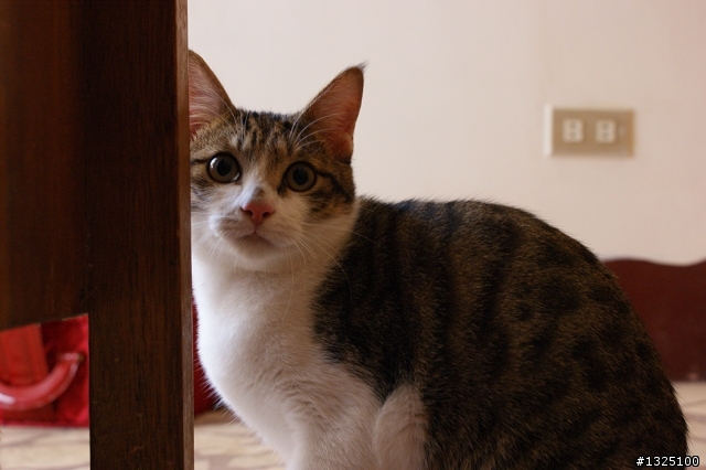 ☆認養★ 橘虎斑 and 豹斑白底