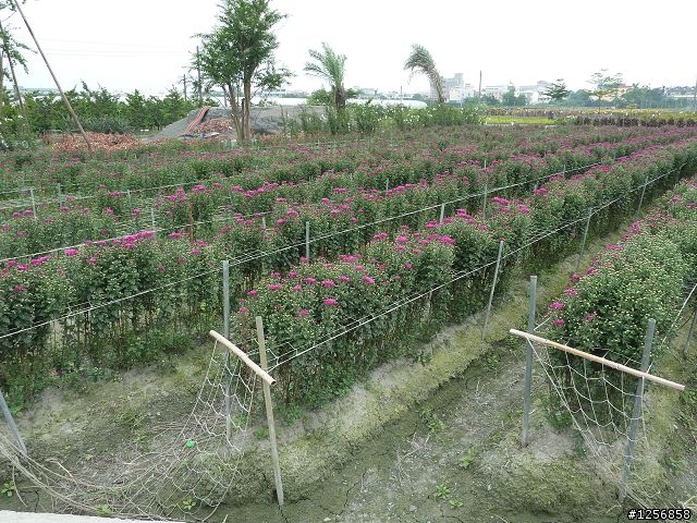 (照片分享)小折兵團約騎北斗田尾輕鬆騎破百之旅!