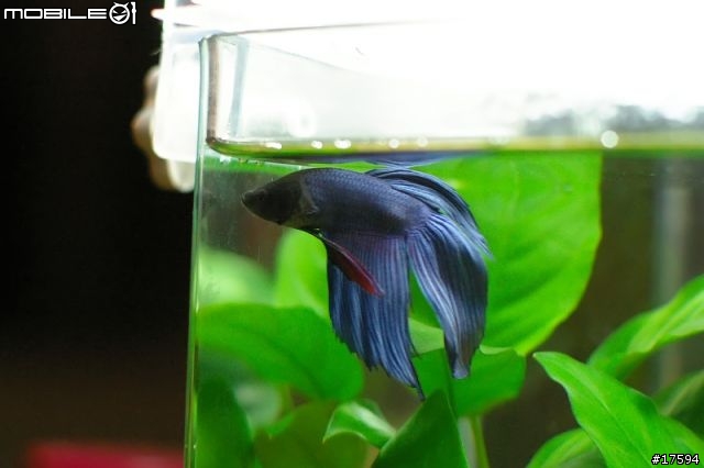簡單體驗水族樂趣----鬥魚發飆缸