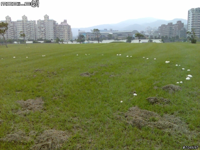 內湖河濱公園出現不知名的野菇