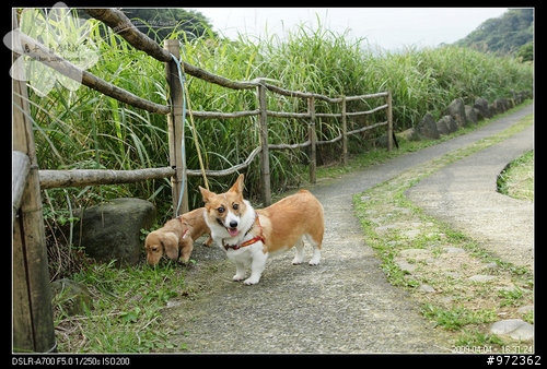 狗寶貝[柯基.臘腸] 台灣隨拍--台北陽明山 魚路古道、台北三重 二重疏洪道、桃園 復興航棧