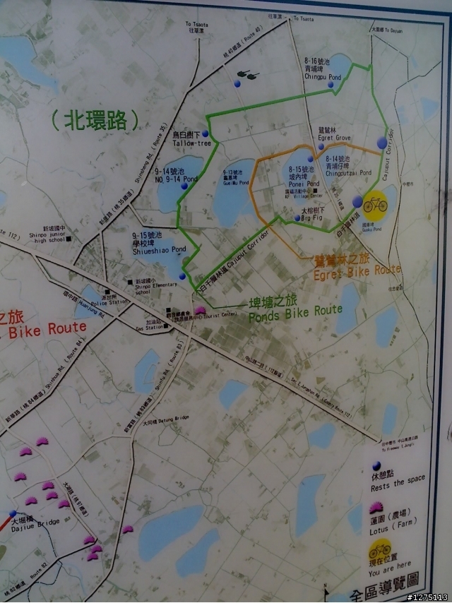 桃園觀音埤塘/鷺鷥車道