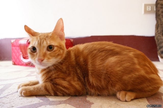 ☆認養★ 橘虎斑 and 豹斑白底