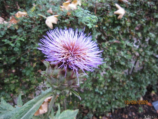 [ixus 200is][分享] 英國行