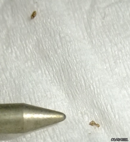 請問這是什麼蟲?