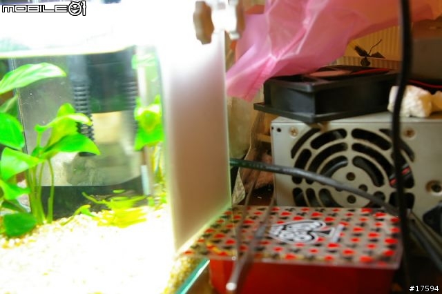 簡單體驗水族樂趣----鬥魚發飆缸