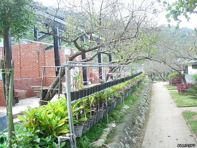 【團騎】11月22日(日)新社花海~要一起吃午餐的請快報名,前50名有贈品喔!