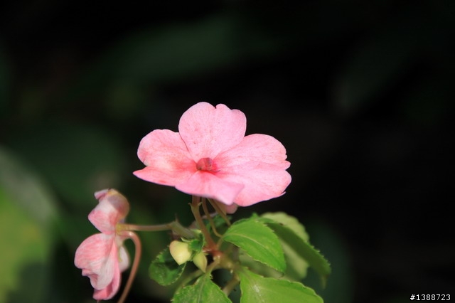 [開箱]頗重的旅遊鏡 SIGMA 18-250mm F3.5-6.3 DC OS