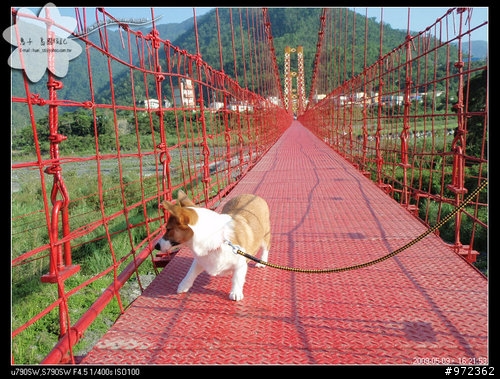 狗寶貝[柯基.臘腸] 宜蘭大同--寒溪吊橋