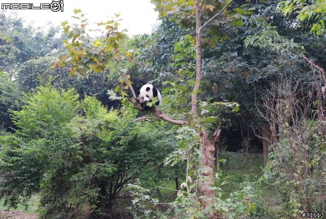 [分享-九寨溝] 絕塵九寨水如仙---峨眉樂山蜀中行