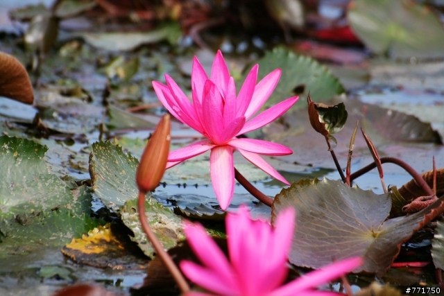 siama 70-300拍蓮花