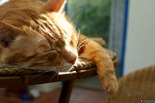 [開箱及分享] Sony DT 30mm F2.8 Marco SAM