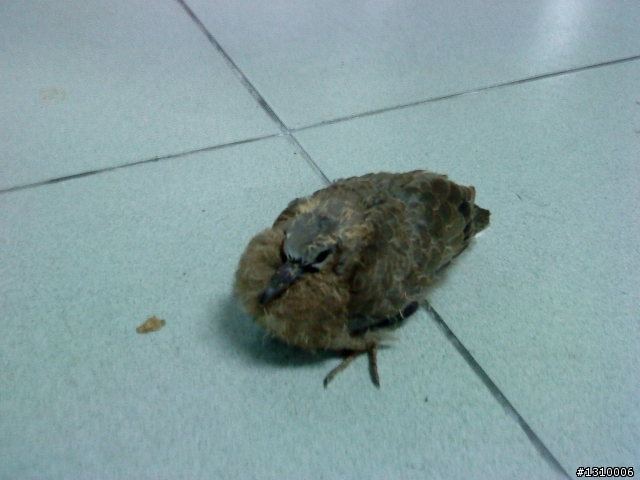 這是什麼鳥?有人要認養嗎?