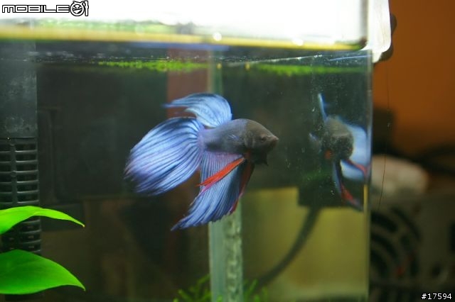 簡單體驗水族樂趣----鬥魚發飆缸