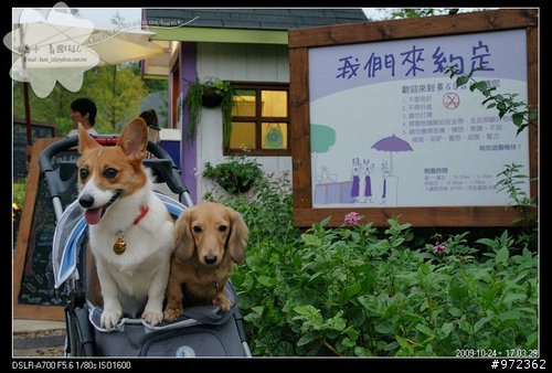 狗寶貝[柯基.臘腸] 苗栗頭屋--薰衣草森林(明德店)